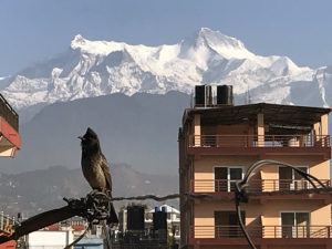 Bird Pokhara
