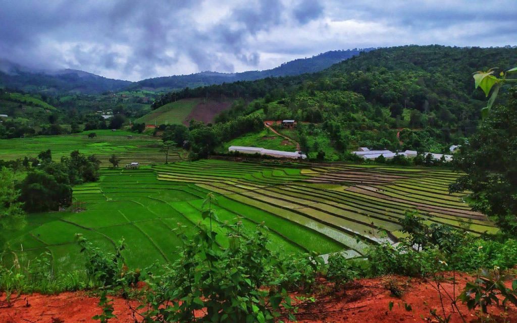 chiangmairiceterraces