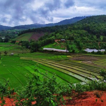 chiangmairiceterraces